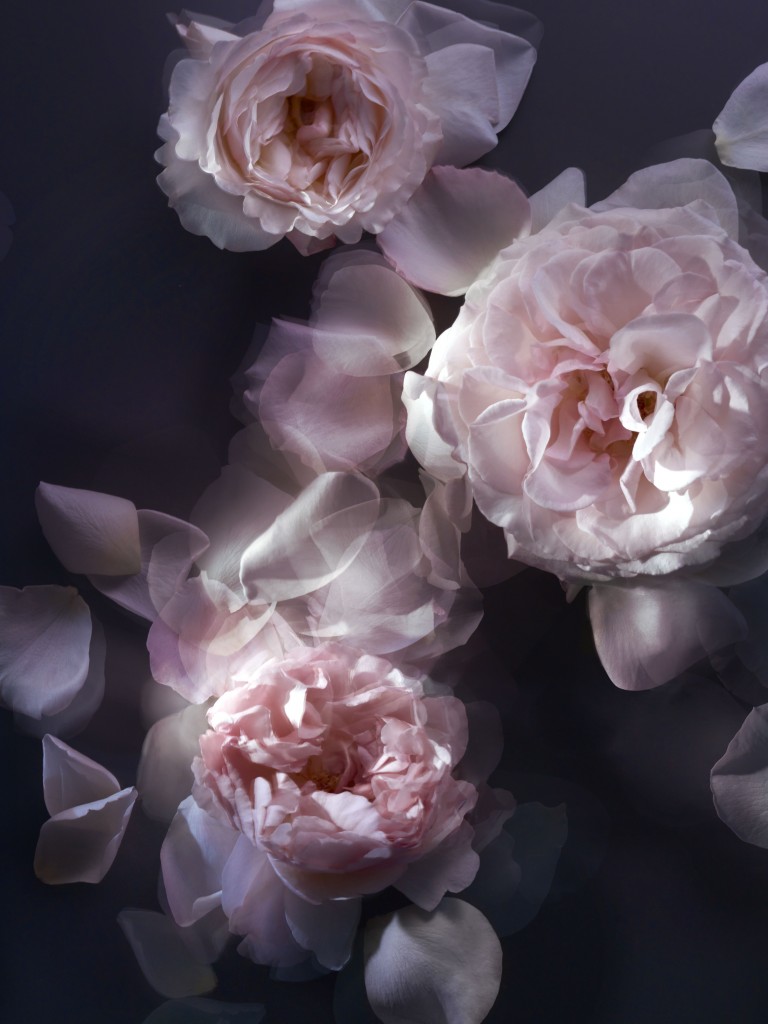 BEAUTY NEWS: Nina Ricci lanseaza L’Extase Caresse de Roses!